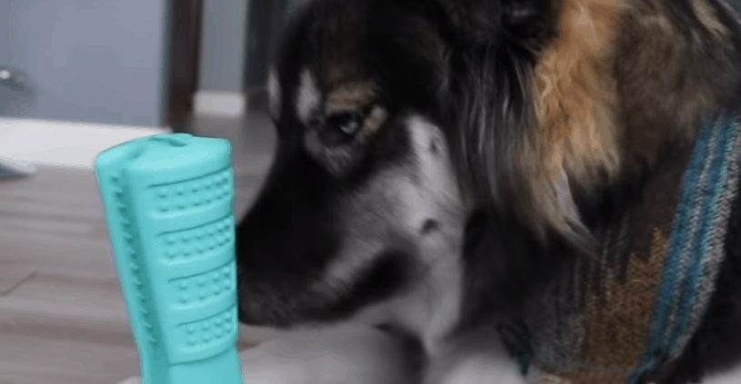 Dog chewing toothbrush and toothpaste