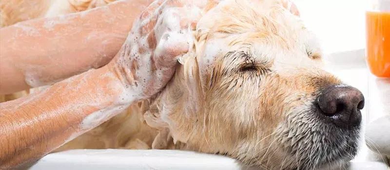 Oatmeal Shampoo Dog Itching