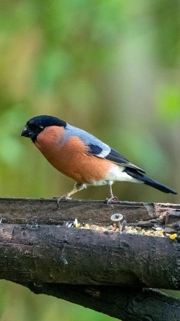 Bullfinch