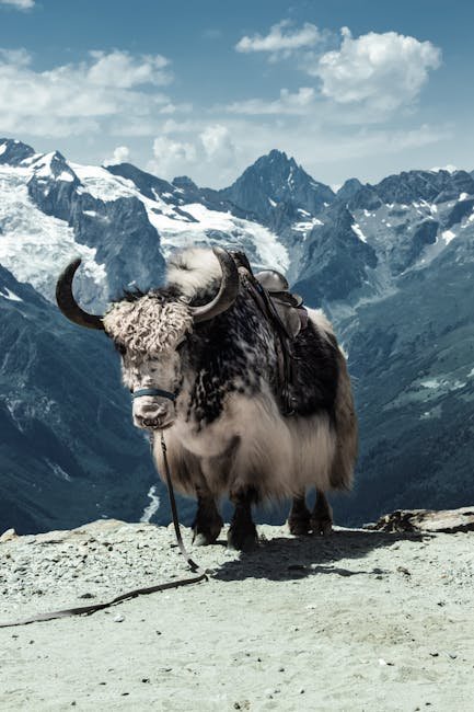 Yak