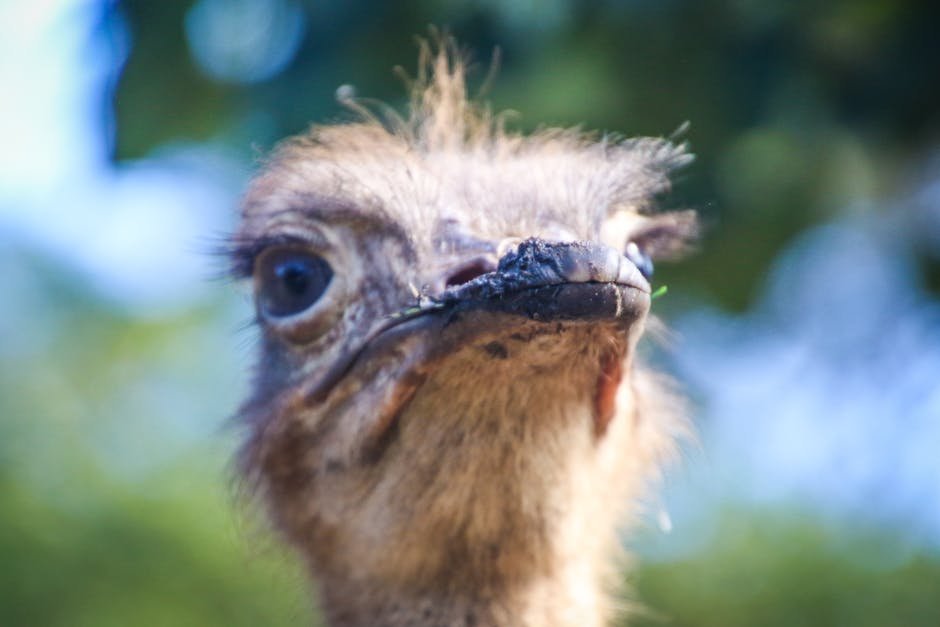 Ostrich