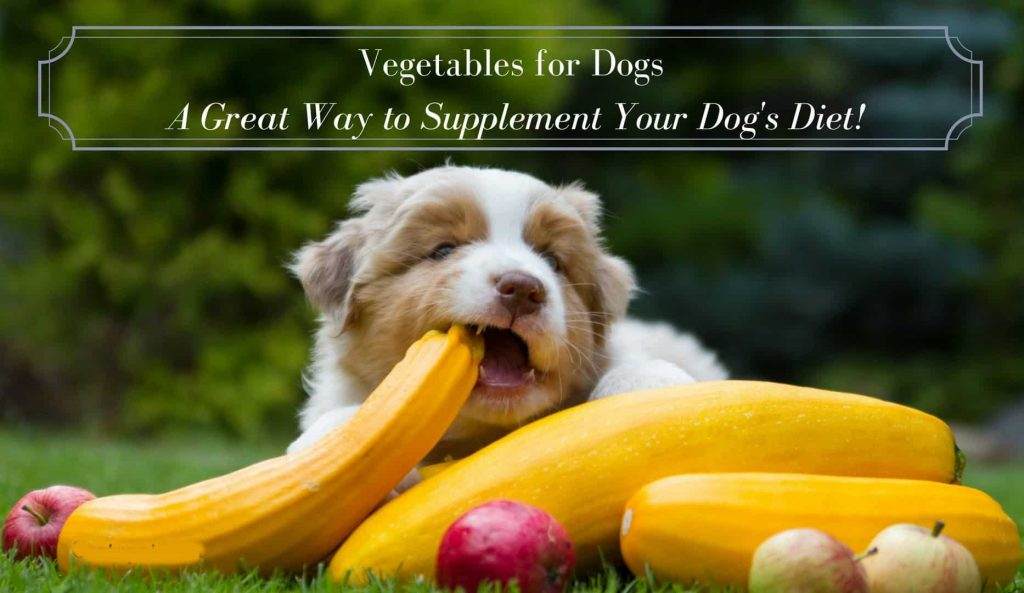 Best Supplements for your Diabetic Dog