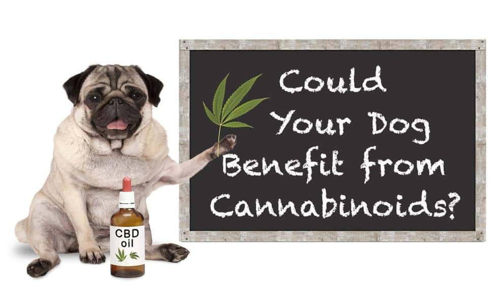 CBD Oil Helps Dogs