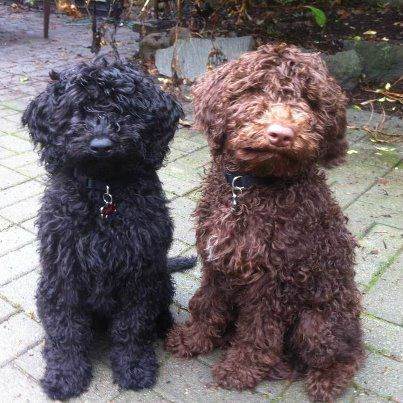 Chocolate Labradoodle Breed