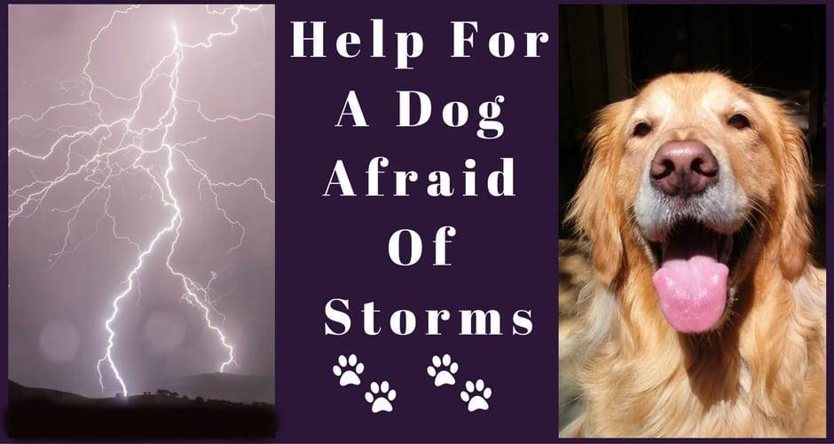 Dogs Afraid of Thunder