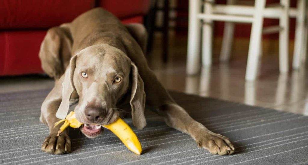 Dogs Eat Banana Peels