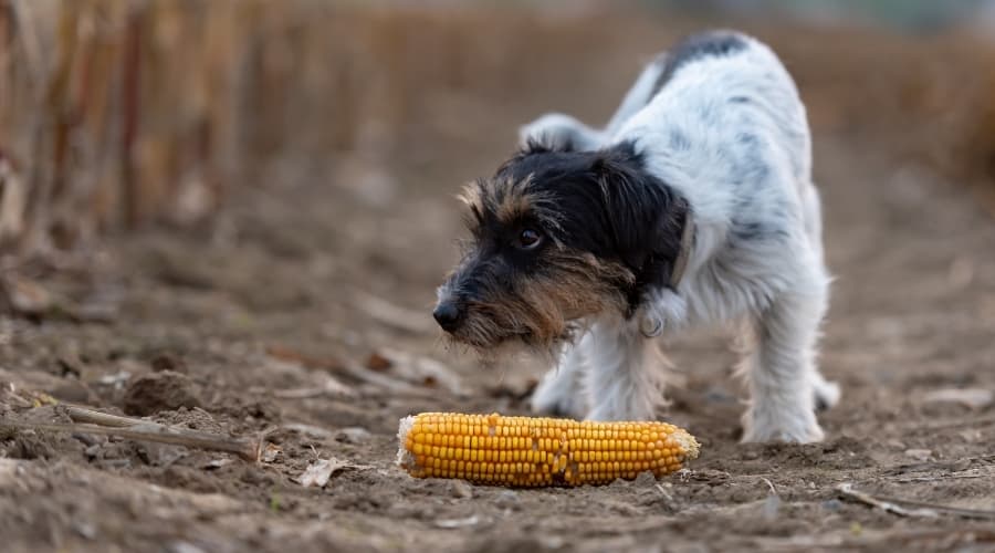 Dogs Eat Corns
