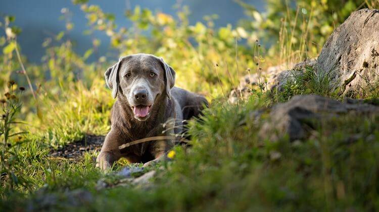 Features of Silver Labradors