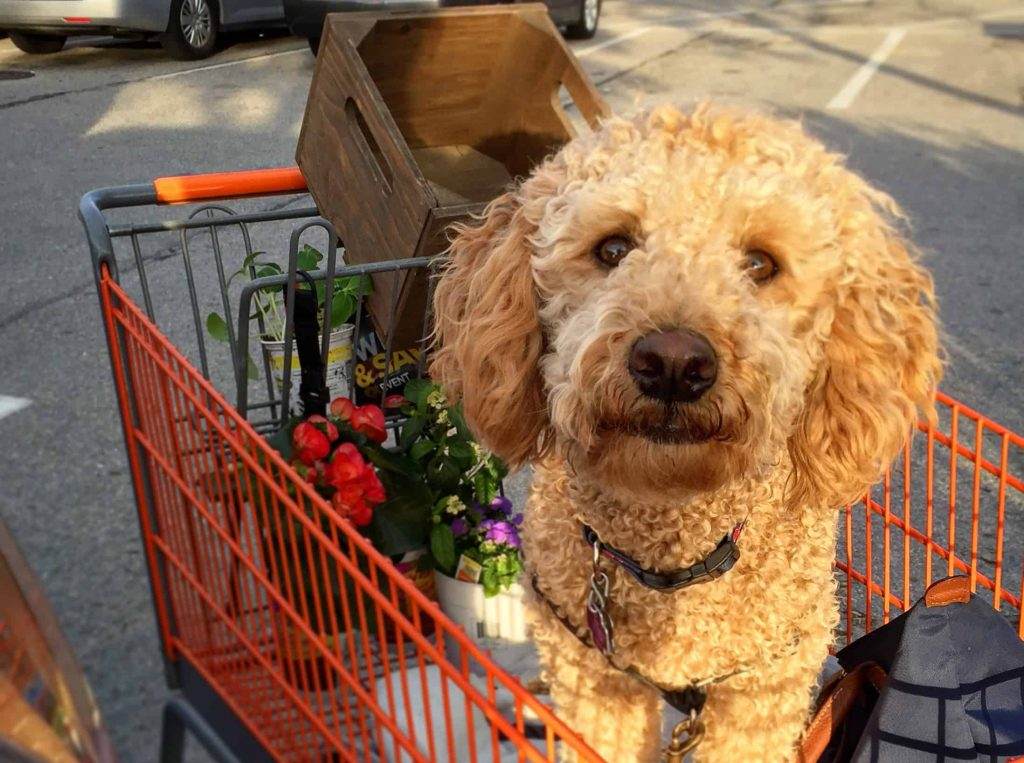 First Time Shopping With Your Dog