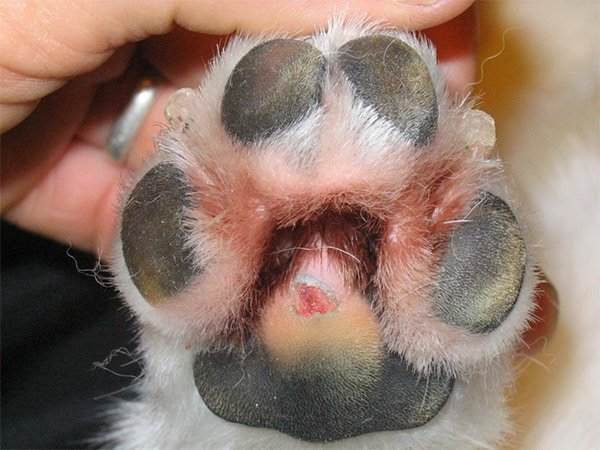 Frostbite in dog paws