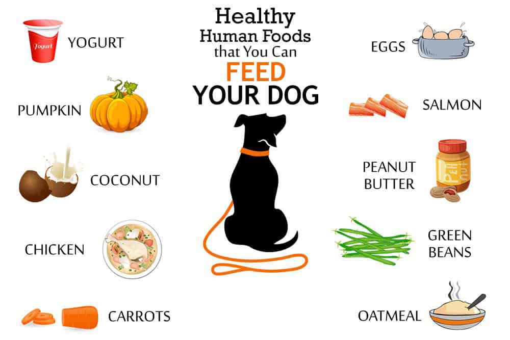 Healthy-Food-for-Dog