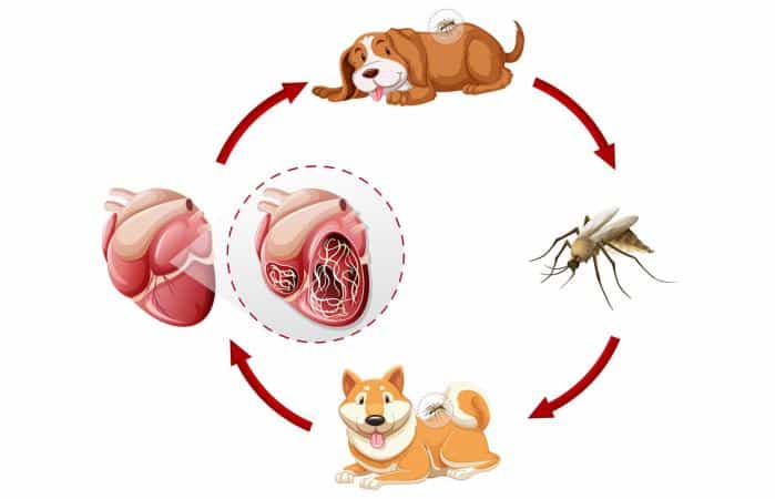 Heartworm lifecycle