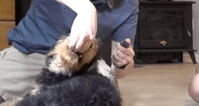 How Do You Use a Clicker for Dog Training