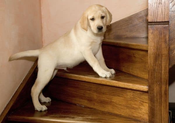 Introduce Labrador to Climbing Stairs