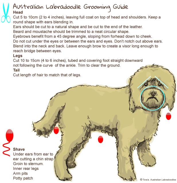 Labradoodle Grooming Guide grooming