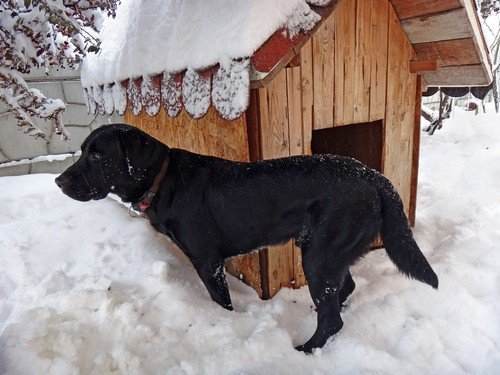 Labrador Dog house winter
