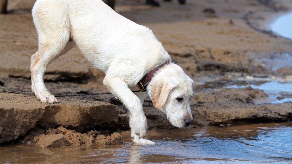 Labrador Training as Guard Dog