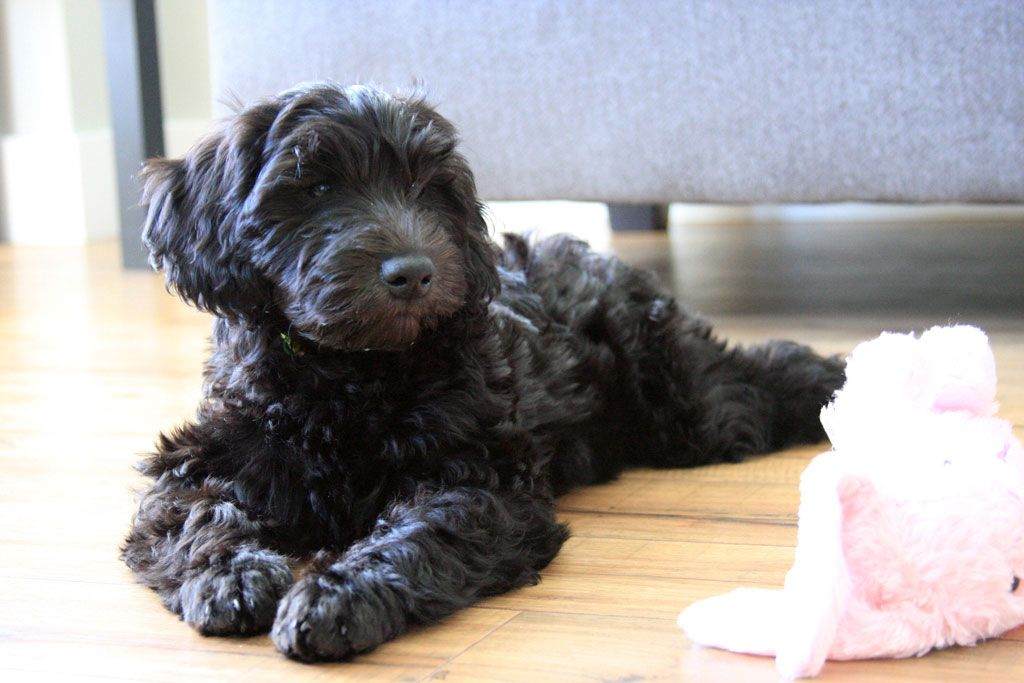 Mini Labradoodles Breed Information Characteristic facts and more detail