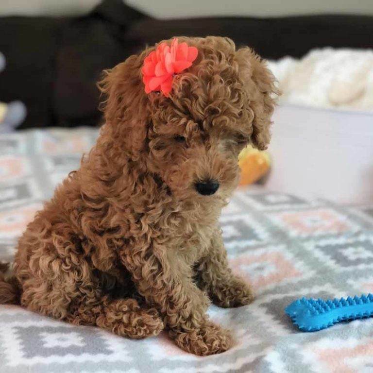 Mini Labradoodles Breed Information Characteristic facts and more details 1