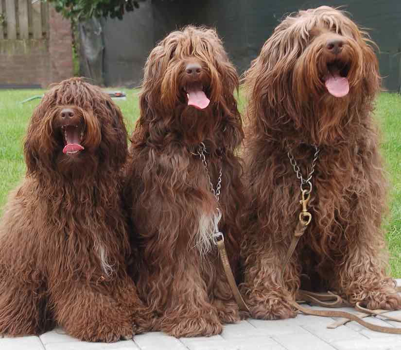 Mini Labradoodles Breed Information Characteristic facts and much more