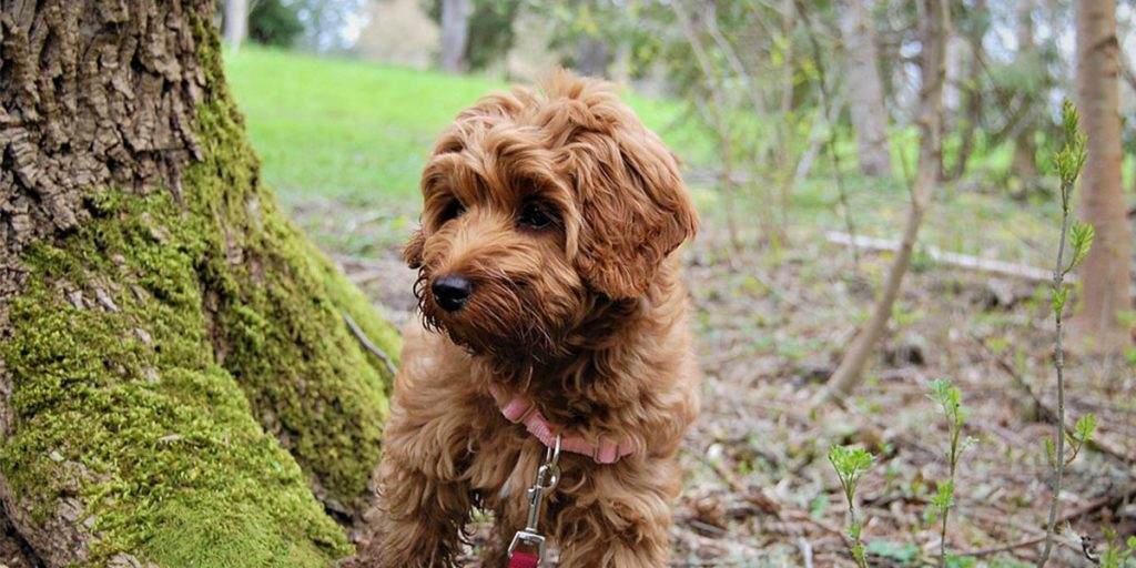 Mini Labradoodles Breed Information Characteristics facts and more detail 1