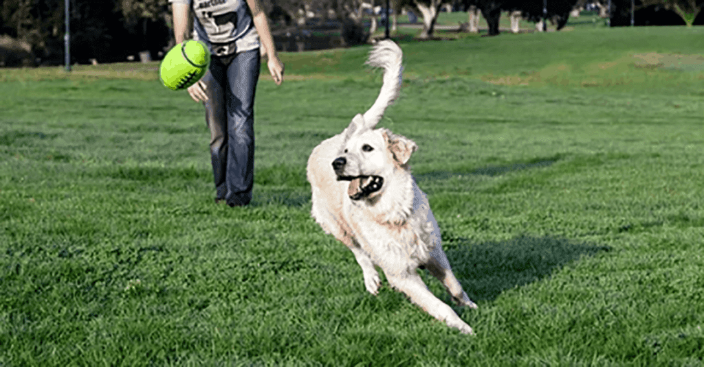 Play Fetch with your Dog