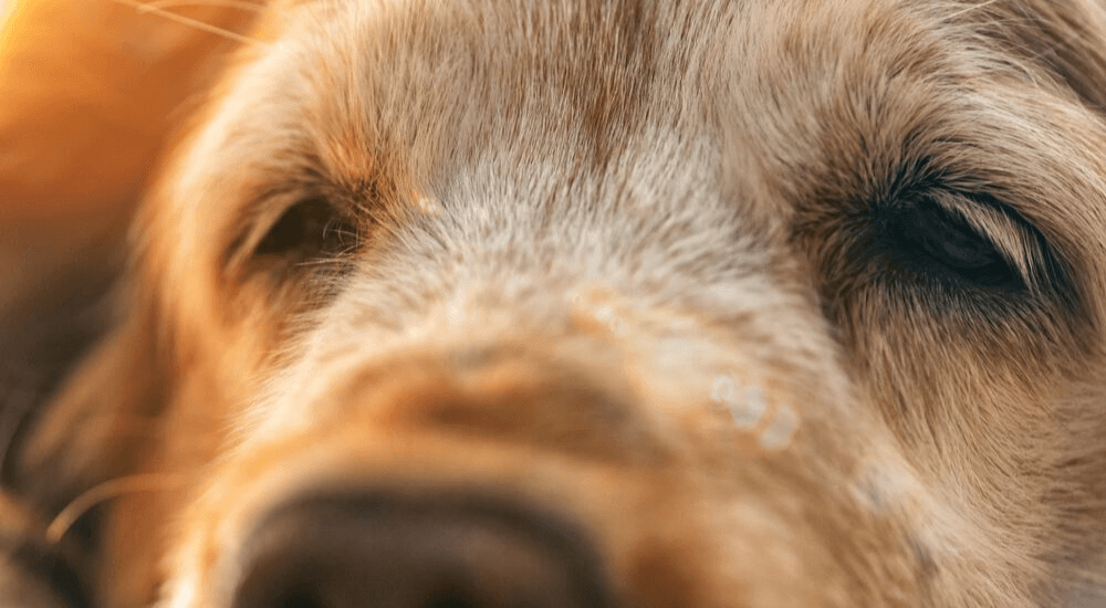 Progressive Retinal Atrophy in Dogs