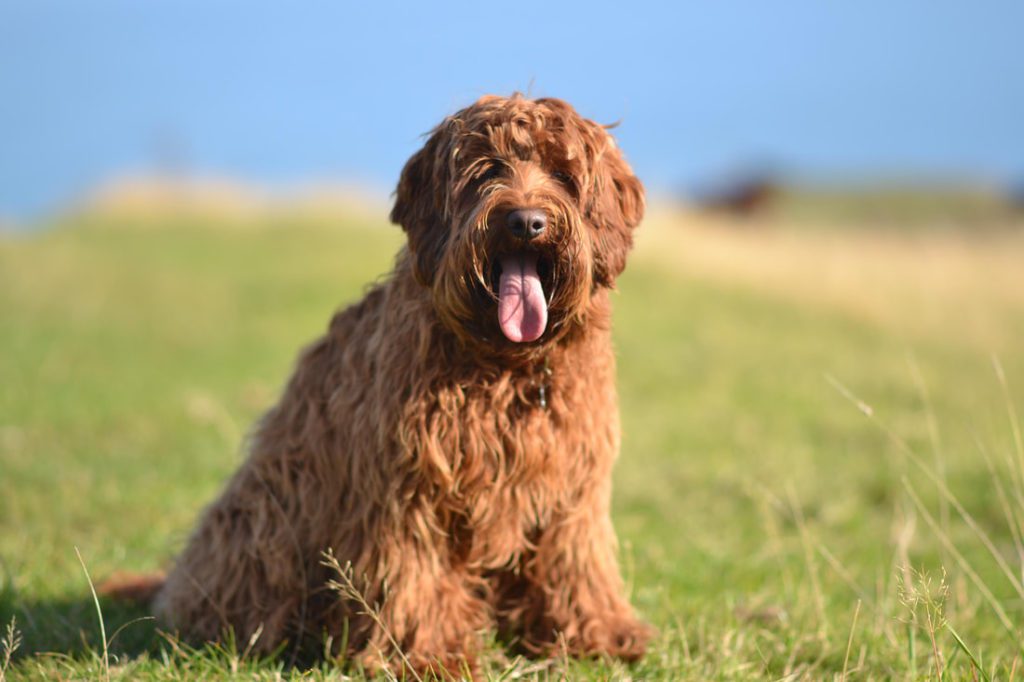 Red Labradoodle Health