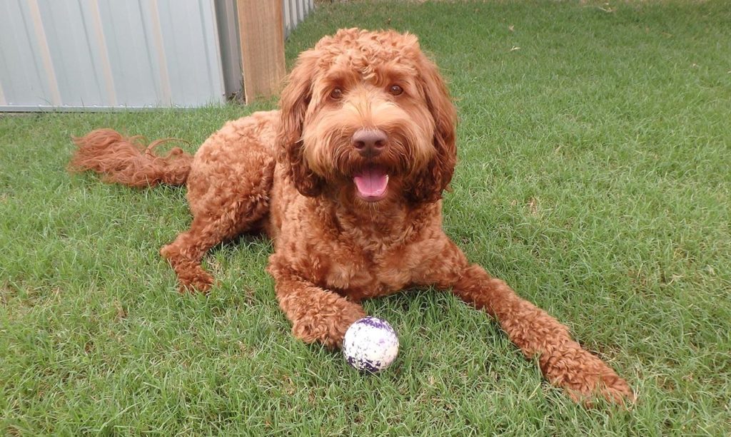 Red Labradoodle Pros and Cons