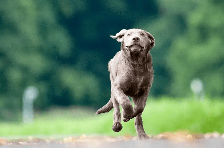 Running Silver Labrador