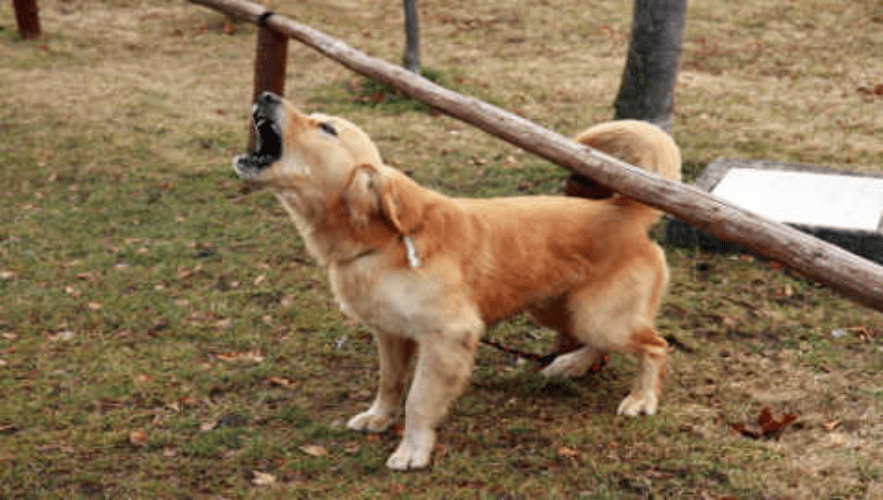 Signs of Unusual Aggression Golden Retriever