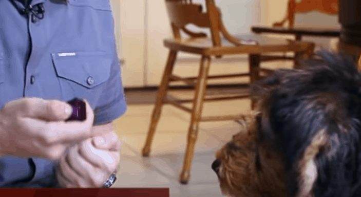 Train a Stubborn Dog With Clicker Training