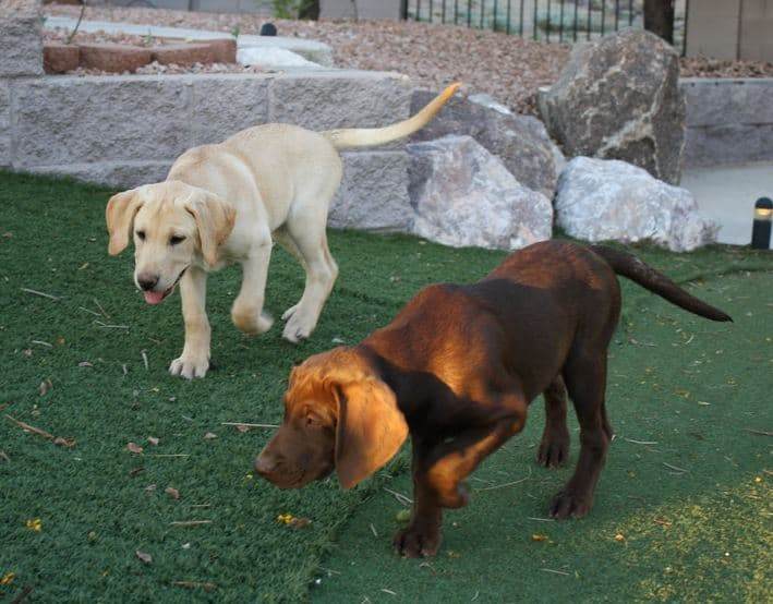 Trained Pointing Labrador Cost