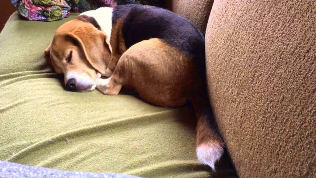 Wagging the Tail While Sleeping