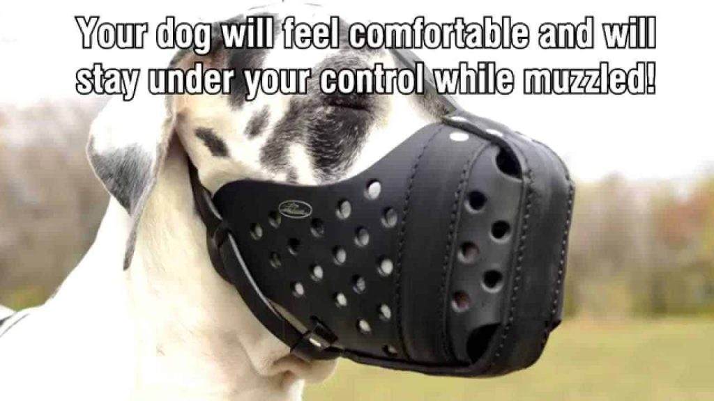 Why Use Dog Muzzle