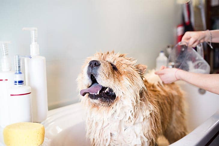 bath your dog