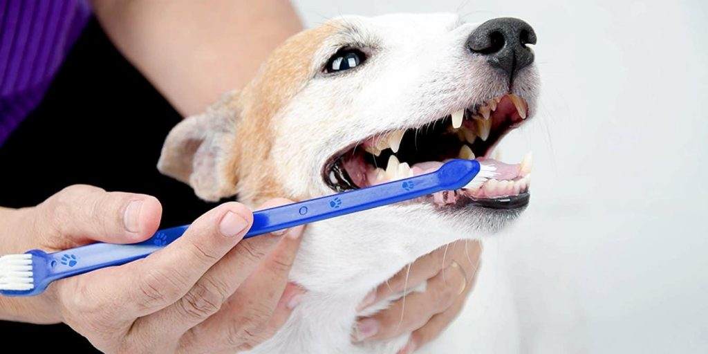 brush dog teeth