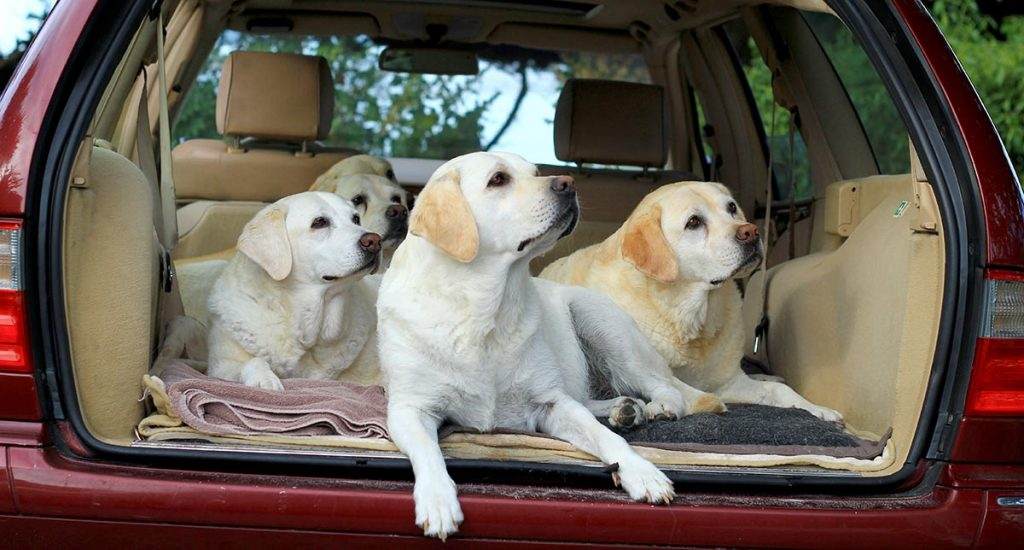 calm my Labrador dog in a car