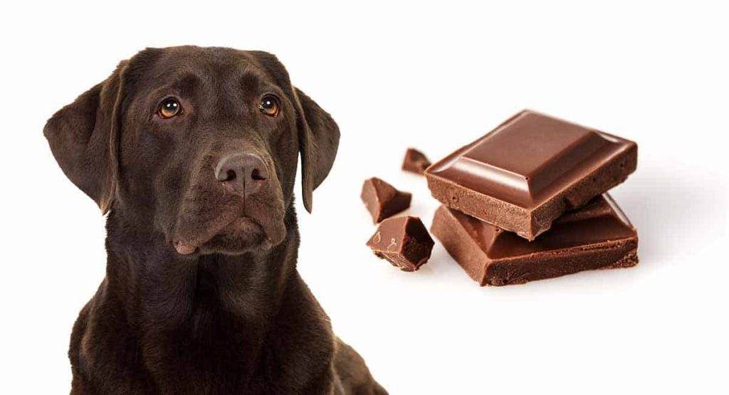 chocolate labrador retriever eat