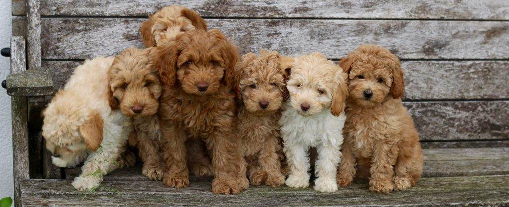different colors of labradoodle and other labrador