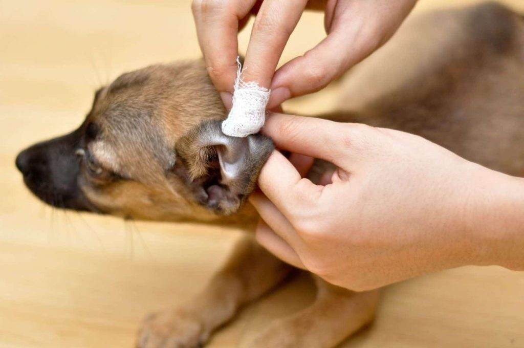 dog ear care