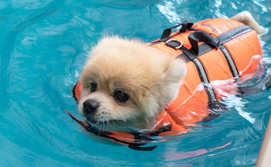 dog is an excellent swimmer 