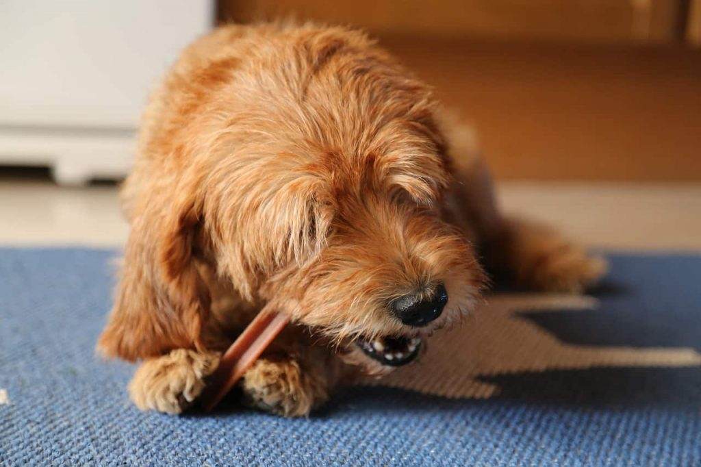 dog treats dental benefit