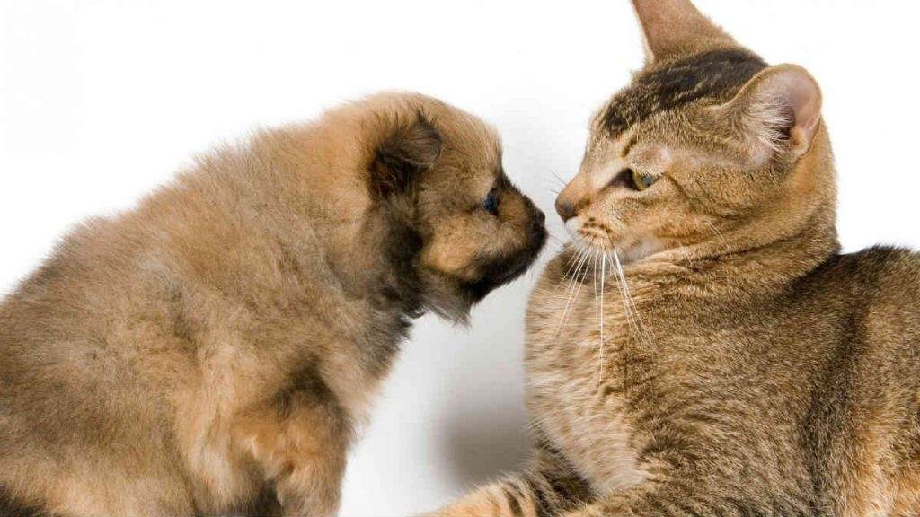 face to face puppy and cat