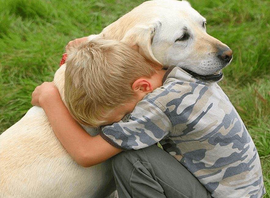 labradors hugging
