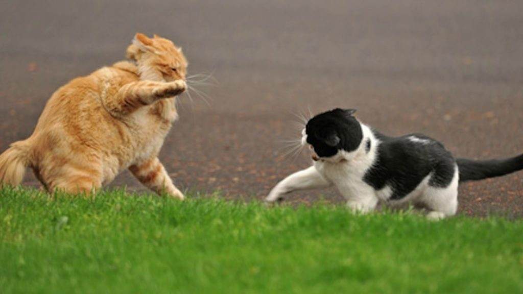 puppy and cat fight
