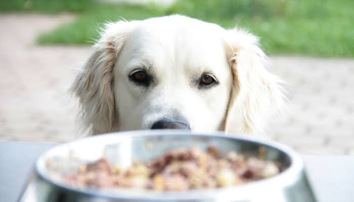reduce dog food