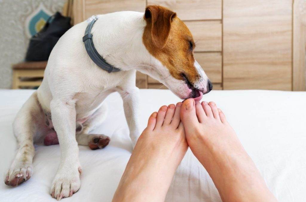 1 Why does my dog lick my feet