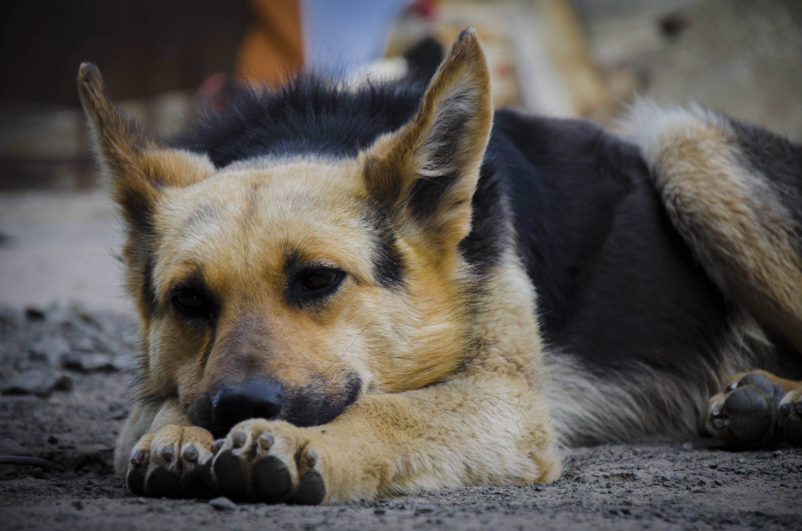 Read more about the article The Bigger, The Better! – The Larger Breeds of Dogs for your Home