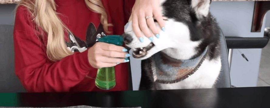 Dog Mouthwash Spray